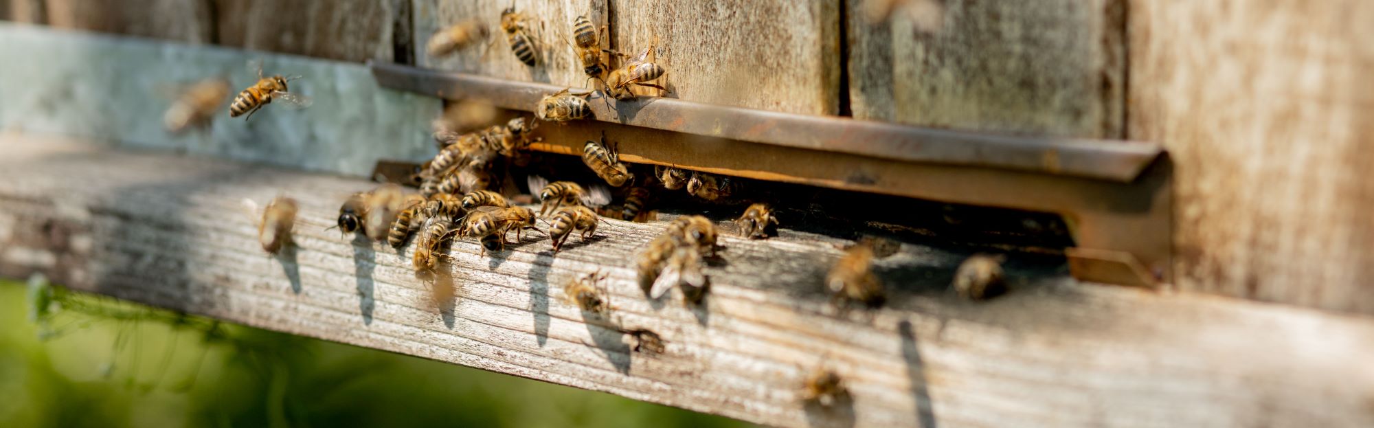 Header Image - Bee hive